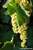 uva_vigna_chianti04