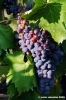 uva_vigna_chianti05