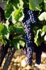 uva_vigna_chianti06