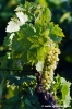 uva_vigna_chianti07