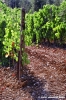 uva_vigna_chianti10