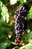 uva_vigna_chianti12