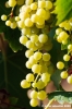 uva_vigna_chianti13