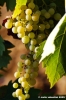 uva_vigna_chianti14