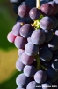 uva_vigna_chianti15