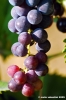 uva_vigna_chianti16