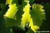 uva_vigna_chianti19