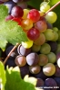 uva_vigna_chianti21