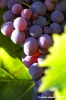uva_vigna_chianti26