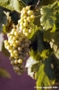 uva_vigna_firenze1