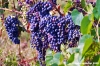 uva_vigna_ruffino01
