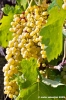 uva_vigna_ruffino02
