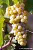 uva_vigna_ruffino03