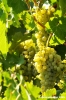 uva_vigna_ruffino05