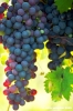 uva_vigna_ruffino10