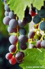 uva_vigna_ruffino11