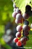 uva_vigna_ruffino12