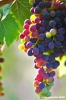 uva_vigna_ruffino13