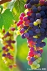 uva_vigna_ruffino14