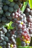 uva_vigna_ruffino15