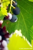uva_vigna_ruffino17