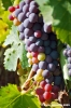 uva_vigna_ruffino18