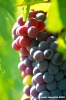uva_vigna_ruffino20
