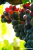 uva_vigna_ruffino22
