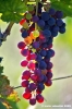 uva_vigna_ruffino26
