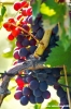 uva_vigna_ruffino27