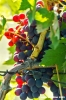 uva_vigna_ruffino28