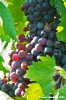 uva_vigna_ruffino29
