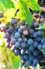 uva_vigna_ruffino30