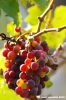 uva_vigna_ruffino33