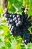 uva_vigna_ruffino35