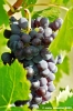 uva_vigna_ruffino36