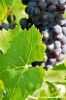 uva_vigna_ruffino37