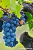 uva_vigna_ruffino39
