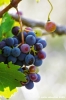 uva_vigna_ruffino44