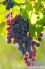 uva_vigna_ruffino45