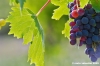 uva_vigna_ruffino46
