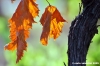 uva_vigna_ruffino49