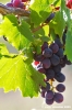 uva_vigna_ruffino54