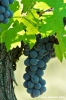 uva_vigna_ruffino55