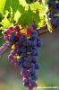uva_vigna_ruffino56