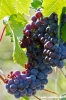 uva_vigna_ruffino58
