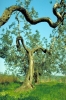 vinci62_25