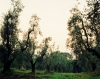 bolgheri83070245