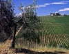 chianti840715a45