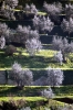 fiesole_olivi2